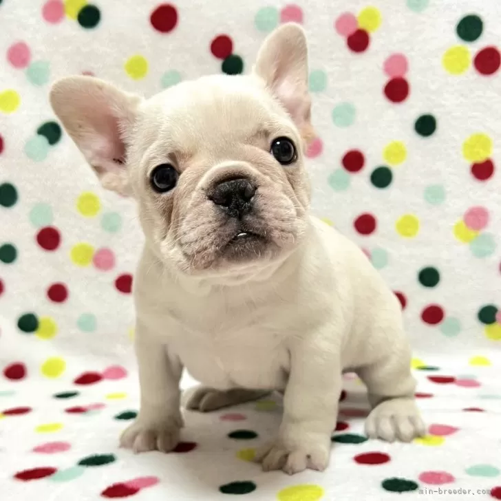 ID:2501-07278の子犬