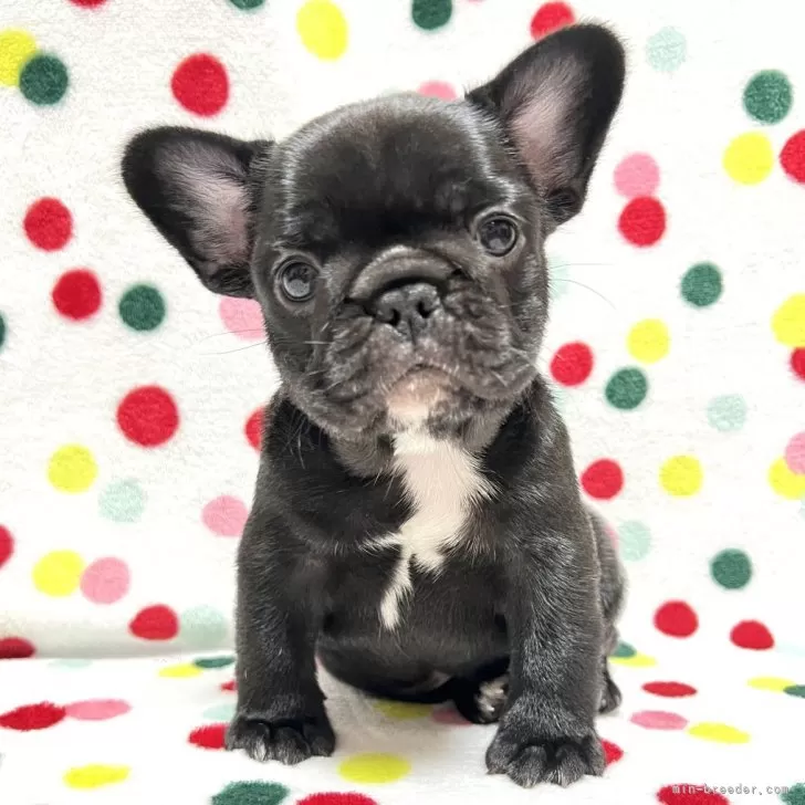 N.S 様のお迎えした子犬