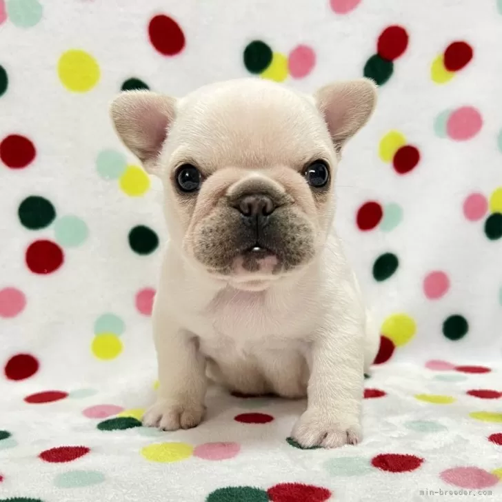 ID:2503-01248の子犬