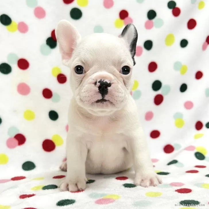 ID:2508-01965の子犬