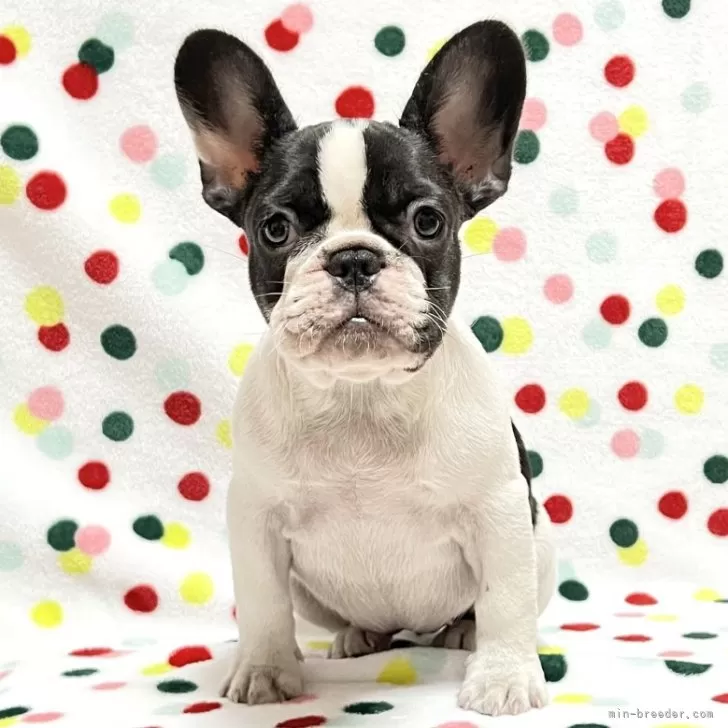 ID:2412-05735の子犬