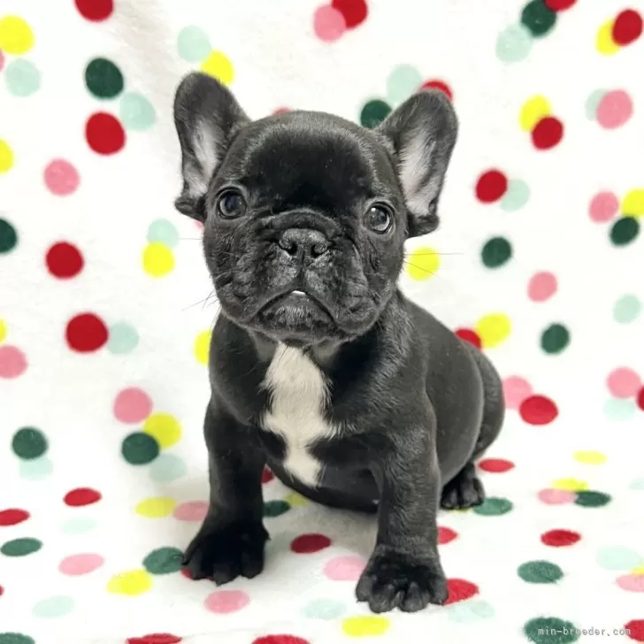 ID:2412-07540の子犬