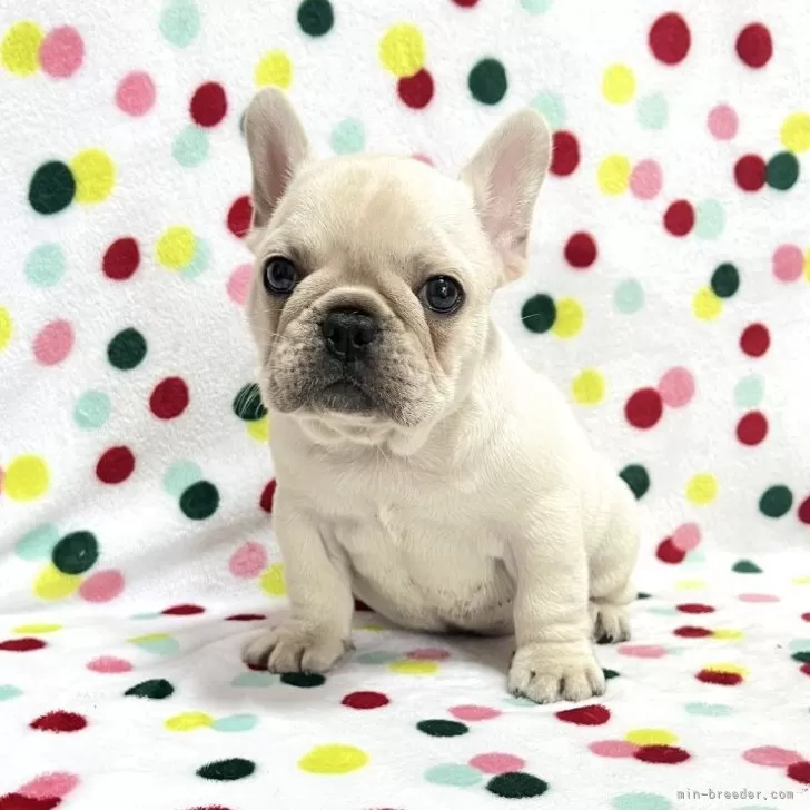 ID:2506-00221の子犬