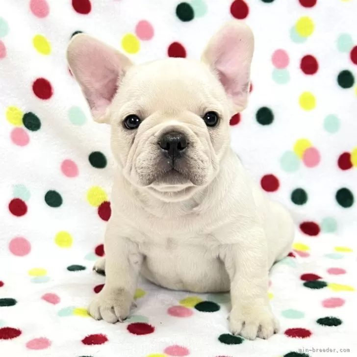 ID:2506-06545の子犬