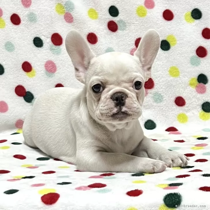 ID：2505-05947の子犬