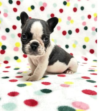 フレンチブルドッグ【香川県・男の子・2025年10月3日・パイド】の写真「小さめ可愛いパイドくん🎶両親DMクリア」