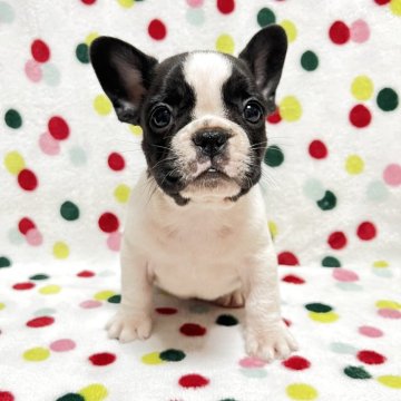 フレンチブルドッグ【香川県・女の子・2025年10月3日・パイド】の写真「ムチコロ可愛いパイドちゃん🎶両親DMクリア」