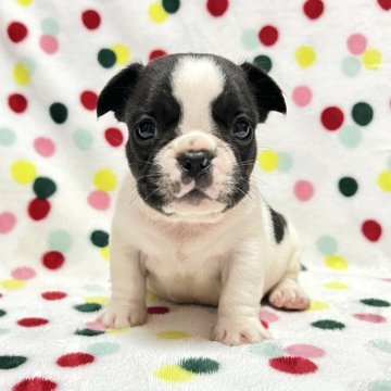 フレンチブルドッグ【香川県・女の子・2025年10月3日・パイド】の写真「ムチコロ可愛いパイドちゃん🎶両親DMクリア」