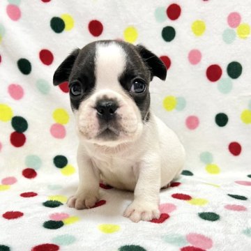 フレンチブルドッグ【香川県・男の子・2025年10月3日・パイド】の写真「可愛くイケメンなパイドくん🎶両親DMクリア」