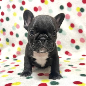 フレンチブルドッグ【香川県・男の子・2025年10月16日・ブリンドル(ブラックに近い)】の写真「ちびコロ可愛いブリンドルくん🎶」