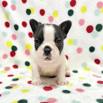 フレンチブルドッグ【香川県・女の子・2025年10月3日・パイド】の写真「コロコロ可愛いパイドちゃん🎶両親DMクリア」