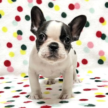 フレンチブルドッグ【香川県・女の子・2025年10月3日・パイド】の写真「ちびコロ可愛いパイドちゃん🎶両親DMクリア」