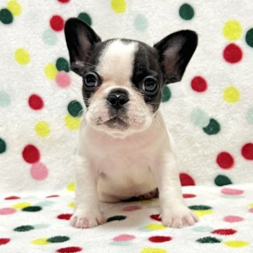 フレンチブルドッグ【香川県・女の子・2025年10月3日・パイド】の写真「コロコロ可愛いパイドちゃん🎶両親DMクリア」