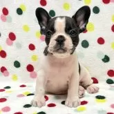 フレンチブルドッグ