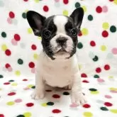 フレンチブルドッグ