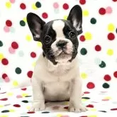 フレンチブルドッグ