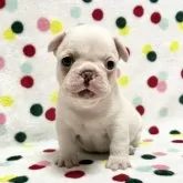 フレンチブルドッグ