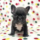 フレンチブルドッグ