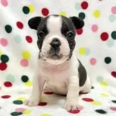 フレンチブルドッグ