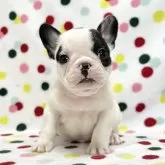 フレンチブルドッグ