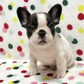 フレンチブルドッグ