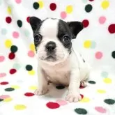 フレンチブルドッグ