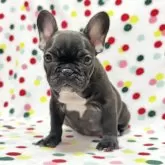 フレンチブルドッグ【香川県・女の子・2024年11月5日・ブリンドル】の写真1