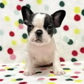 フレンチブルドッグ