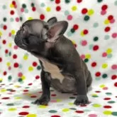 フレンチブルドッグ【香川県・女の子・2024年11月5日・ブリンドル】の写真3