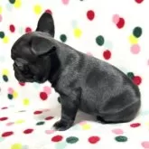 フレンチブルドッグ【香川県・女の子・2024年11月5日・ブリンドル (ブラックに近い)】の写真3