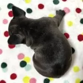 フレンチブルドッグ【香川県・女の子・2024年11月5日・ブリンドル】の写真4