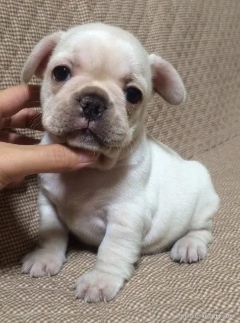 ID：1612-01741の子犬