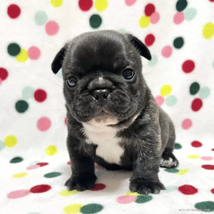 こうちゃん 様のお迎えした子犬