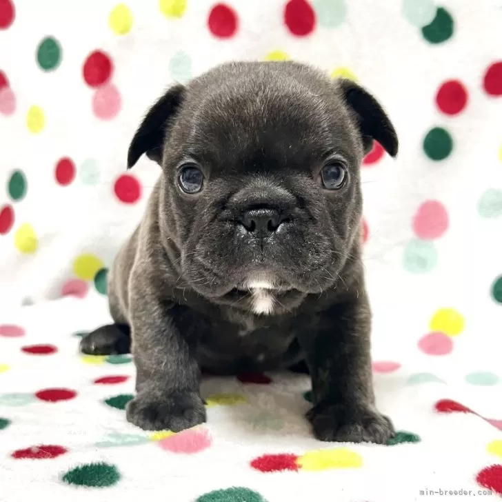 T.A 様のお迎えした子犬