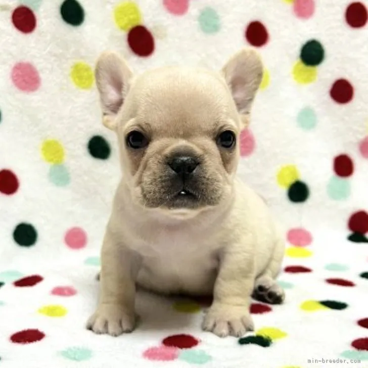 T.H 様のお迎えした子犬