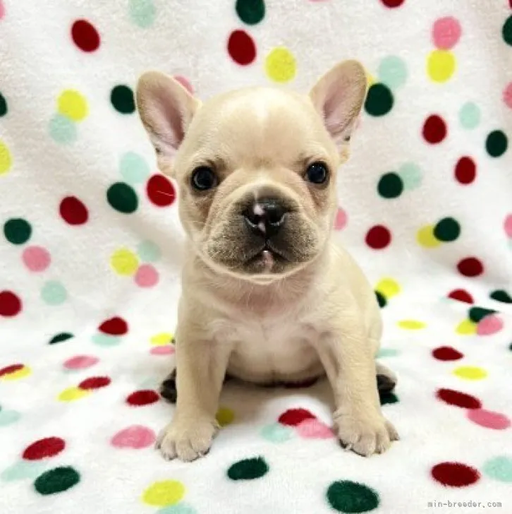 じゅんにい 様のお迎えした子犬