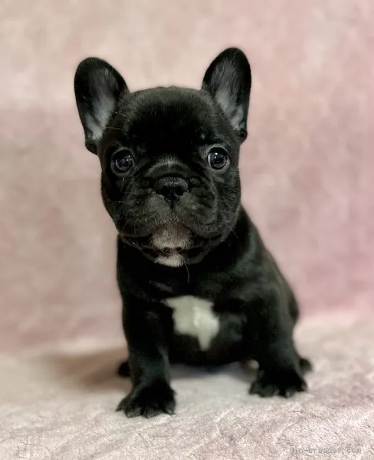 ID:2110-03370の子犬