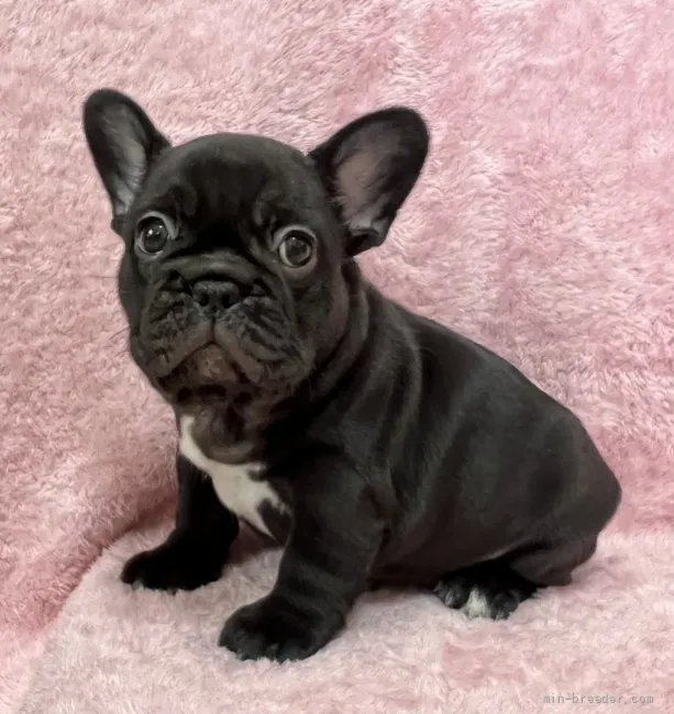 ID:2203-00624の子犬