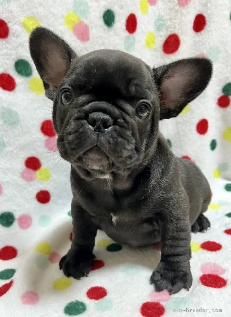 ID:2204-00367の子犬