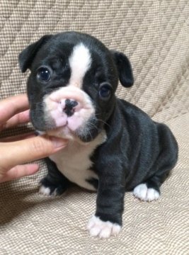 フレンチブルドッグ【香川県・女の子・2016年10月2日・ブリンドル】の写真「【早期御予約限定】2万円お値引きします！」
