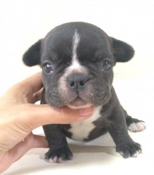 フレンチブルドッグ【香川県・男の子・2015年7月22日・ブリンドル】の写真「ブレーズの入った可愛いブリンドルくん♪」