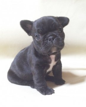 フレンチブルドッグ【香川県・女の子・2016年1月7日・ブリンドル】の写真「小ぶりで可愛いお顔の毛艶ピカピカな子です♪」