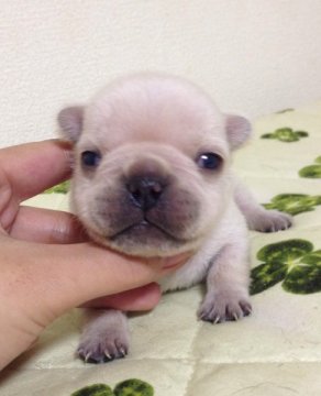 フレンチブルドッグ【香川県・女の子・2014年1月5日・クリーム(色素ばっちり)】の写真「小ぶりでパッド(肉球)真っ黒の綺麗なクリームちゃん♪」