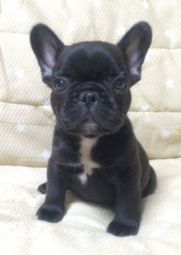 フレンチブルドッグ【香川県・男の子・2016年7月3日・ブリンドル】の写真「とても可愛いブリンドルくんです♪」
