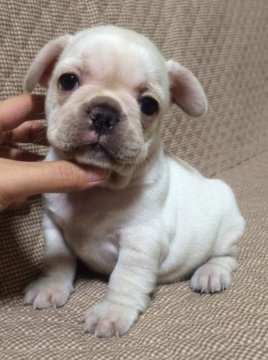 フレンチブルドッグ【香川県・女の子・2016年11月13日・クリーム】の写真「タレ目でまん丸可愛いクリームちゃん♪」