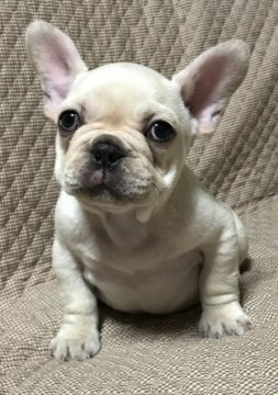 フレンチブルドッグ【香川県・男の子・2016年11月13日・クリーム】の写真「【訳有】ペットとして可愛がっていただける方…」