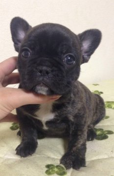 フレンチブルドッグ【香川県・女の子・2014年1月5日・ブリンドル(タイガーブリンドル)】の写真「派手なタイガーブリンドルちゃん♪」