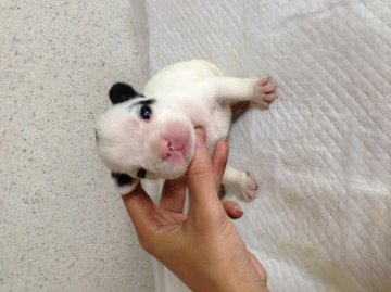 フレンチブルドッグ【香川県・女の子・2013年5月22日・パイド】の写真「お顔の柄はぶちゃいくでもお顔は可愛いパイドちゃん♪」