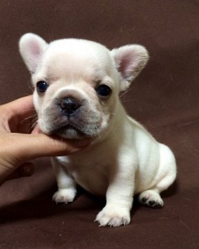 フレンチブルドッグ【香川県・男の子・2015年8月29日・クリーム】の写真「とっても可愛くイケメンなクリームくん♪」