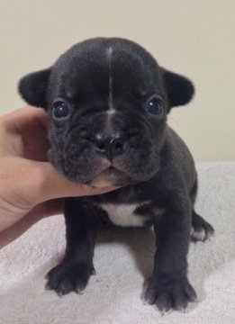 フレンチブルドッグ【香川県・男の子・2014年2月24日・ブリンドル】の写真「可愛いブリンドル男の子♪」